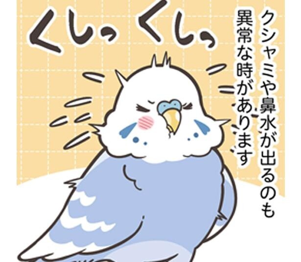 【漫画】小鳥は弱っていても不調を隠す!?早めに見つけて相談したい「病気サイン」を獣医師に聞いてみた