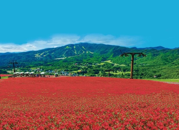 今夏から新登場！高原が幻想的に赤く染まる日本最大級のベゴニア畑・岐阜「ひるがのピクニックガーデン」