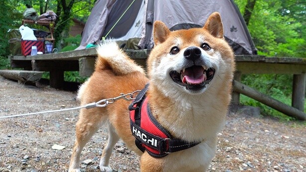 YouTubeで「かわいい！」と大人気の柴犬が初めてのキャンプを体験！動画ではカットされた“帰り道での事件”とは？
