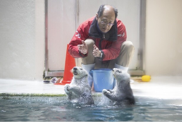 約30年で122頭からたった3頭に減少…日本の水族館でラッコが見られなくなるかもしれない話