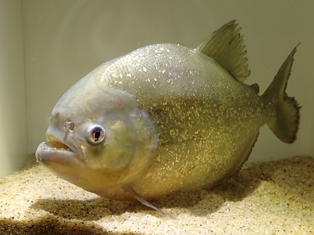 “怖い”のにはワケがある!?サンシャイン水族館が夜間特別営業「TERROR Night Aquarium」開催中！