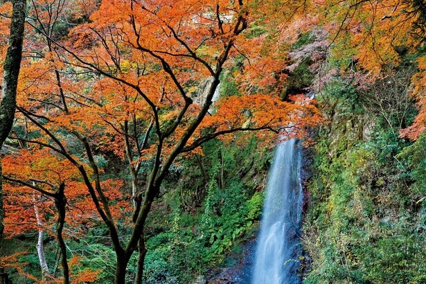 一年で最もにぎわう季節が到来！紅葉のアーチがかかる 岐阜・養老公園を散策