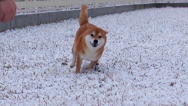 今シーズン初めての雪を見て、爆アガり猛ダッシュ！大好きな雪で無邪気にはしゃぐ柴犬はちくんがかわいい