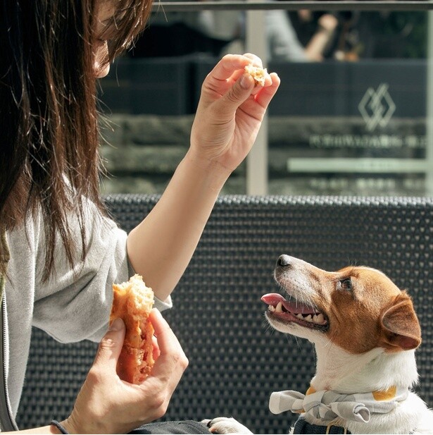 スタバ運営のイタリアンベーカリーに犬用フォカッチャが初登場！「食いつきがすごくよかった」愛犬家から喜びの声