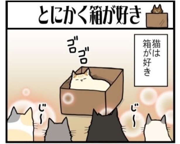 「猫は箱が好き!!」古くても汚くてもご満悦！飼い主は段ボール箱がとても捨てづらい説…【作者に聞く】
