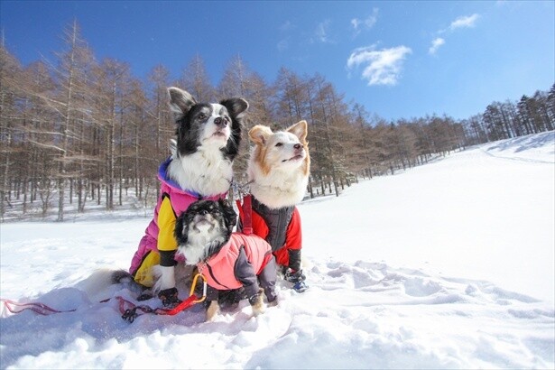 愛犬と一緒におでかけ＆雪遊びも！全国の“ペット同伴可”スキー・スノボゲレンデ
