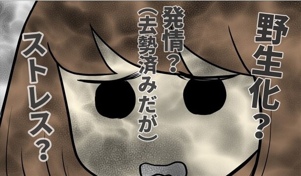 【もしかして発情期!?】愛猫がクッションを噛み続ける衝撃的な事実に「そりゃそうか」と飼い主も驚愕！【作者に聞いた】