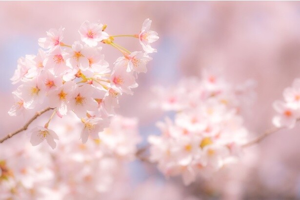花見といえばソメイヨシノ！北から南まで全国各地で見られる日本の桜の代表格の名所7選