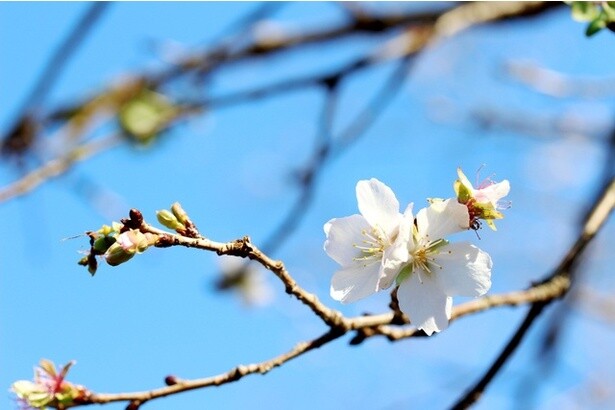 春と秋、1年に二度咲くフユザクラ、春は4月頃が見頃。フユザクラの名所5選
