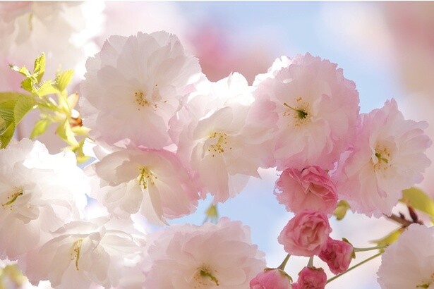 一輪一輪が大きく花びらが何枚にもなる遅咲きの桜「ヤエザクラ」が見られる全国のスポット6選