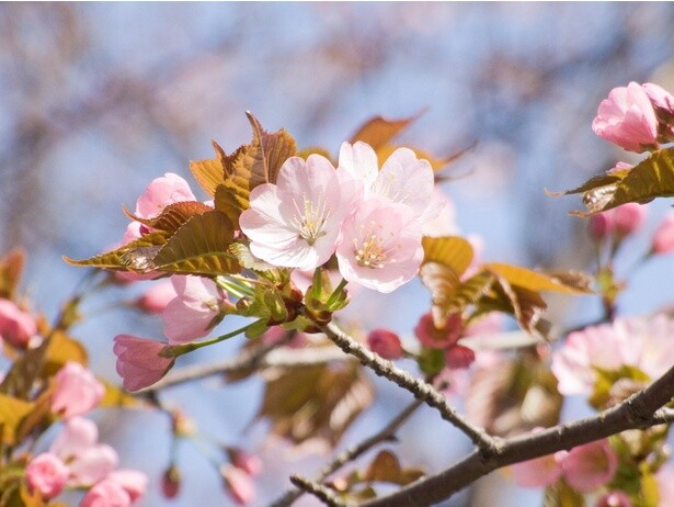 北海道など主に寒い地域で見ることができる「オオヤマ サクラ(大山桜)」スポット6選