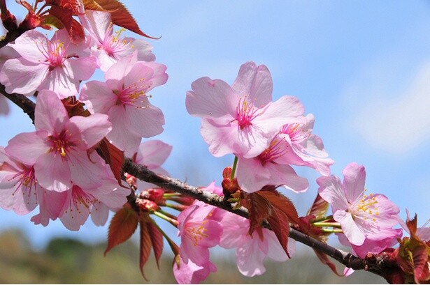 和歌にも詠われた「ヤマザクラ(山桜)」は日本の桜のオリジナル？名所6選