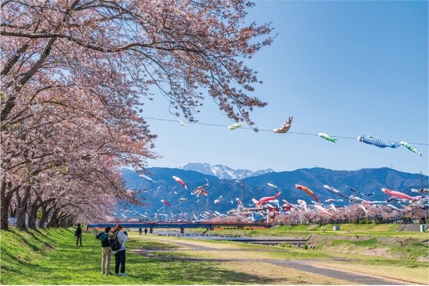 約350匹が青空を泳ぐ！岐阜県相川の壮大な鯉のぼり遊泳で「鯉のぼり×桜」の絶景を堪能
