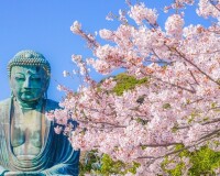 【2024年】鎌倉で人気の桜名所5選！見頃時期や絶景ポイントをチェックして桜鑑賞を楽しもう