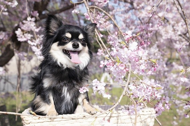 愛犬と一緒に桜を満喫！全国の「犬同伴可」のお花見名所