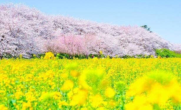 2024桜シーズンスタート！今週末(3月23日・24日)に開花〜満開を迎えそうな全国のお花見名所ガイド