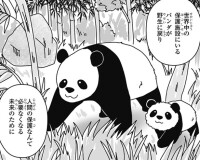パンダが保護を必要としない世界を目指して…アドベンチャーワールドが見据える「パンダの未来」【独占取材】