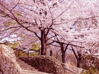 今週末(3月30・31日)の桜見頃はここ！東・西日本の開花〜見頃を迎えるお花見名所ガイド
