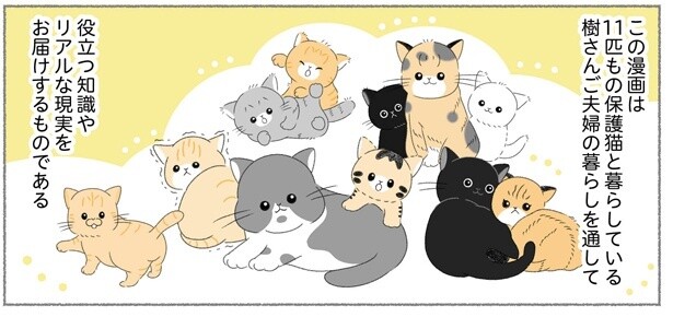 11匹の保護猫と暮らすユーチューバーの日常を漫画に。「かわいさだけでなく、悲しい実情も届けたい」