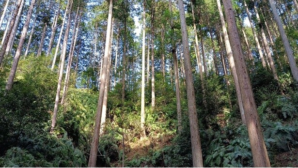 持続可能な日本の森林を守るために、山の整備活動や環境教育活動に力を入れる「奏林舎」