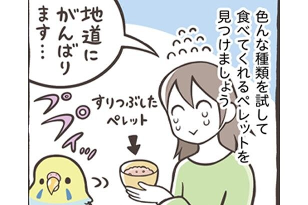 漫画【獣医師が解説】ペレットとシードの違いとは？市販品を選ぶ際に必ず確認するポイントを知ろう