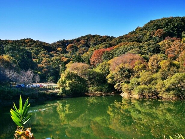 絶景の紅葉をスニーカーで！埼玉・鐘撞堂山(かねつきどうやま)【見頃｜11月下旬〜12月中旬】