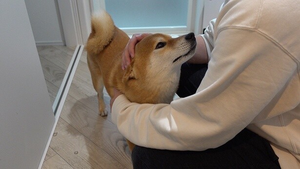 お昼寝中に怖いことがあった柴犬・はちくん、トボトボとパパに報告しにいく様子がかわいすぎる！