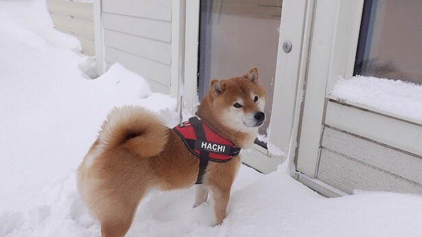 雪と散歩が大好きでもあきらめるレベル!? 雪国の吹雪がやばすぎて、柴犬でもやっぱり家に帰りたがる