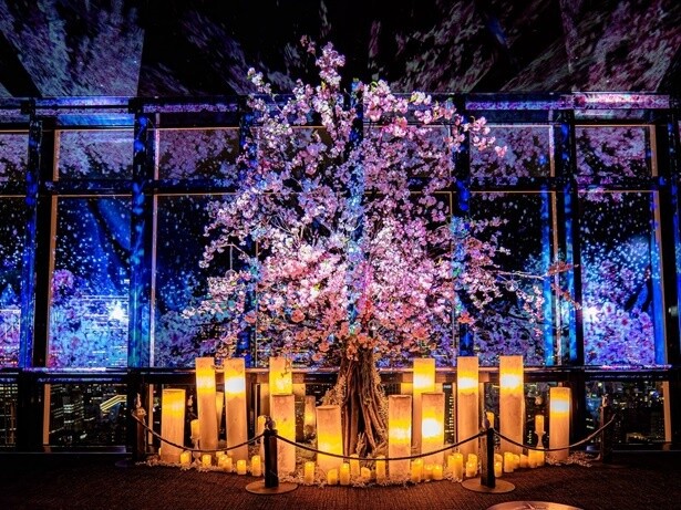 東京タワーが桜色で染まるマッピングショー！「TOKYO TOWER CITY LIGHT FANTASIA 〜Spring Concerto 2025〜」が開催中