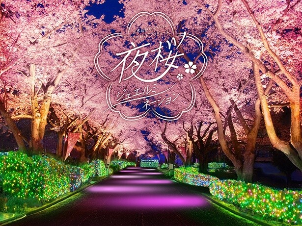 幻想的な桜のライトアップ×宝石色イルミの「夜桜ジュエルミネーション」開催！花見を楽しめる温泉施設も
