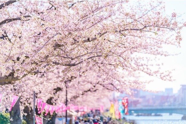 今週末(3月22日・23日)の天気はお花見向き？より楽しいお花見のためのお天気ガイド