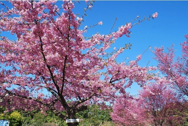 2025桜シーズン直前！今週末(3月22日・23日)に5分咲き～満開を迎えそうな全国のお花見名所ガイド