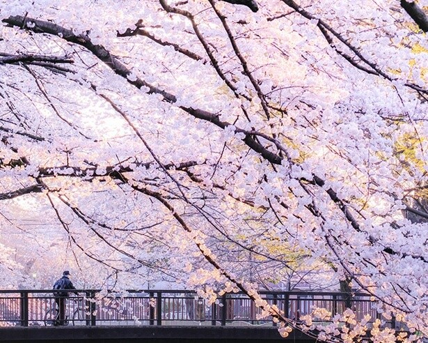 今週末(3月29日・30日)の天気はお花見向き？より楽しいお花見のためのお天気ガイド