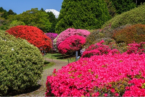関東各地の魅力的なフラワーイベント7選！今年の春はどの花の祭典に行く!?