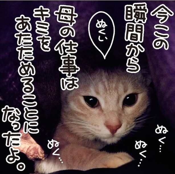 愛猫を温めるので、布団から出られない→サボりじゃない！「これは、れっきとした仕事」「下僕としての務め」共感の声【作者に聞く】