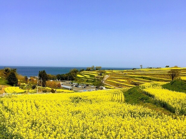 絶景の菜の花と本物の昭和レトロを体験できる町へのタイムスリップ！大分・豊後高田で春を遊ぶ