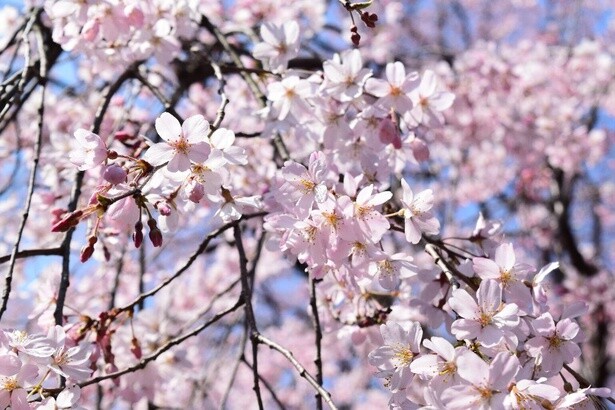 2025年の桜シーズン開幕！今週末(3月29日・30日)に5分咲き～満開を迎えそうな全国のお花見名所ガイド