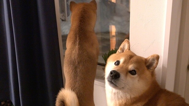 夜になると庭へ遊びに来るかわいい子猫に、柴犬・はちくんは興味津々！