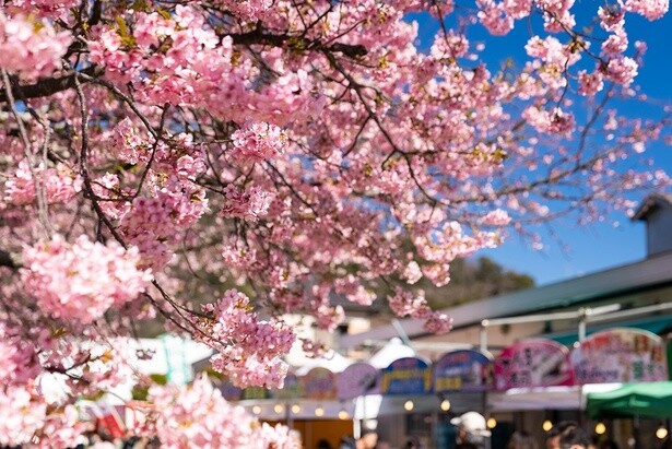今週末(4月5日・6日)の天気はお花見向き？より楽しいお花見のためのお天気ガイド