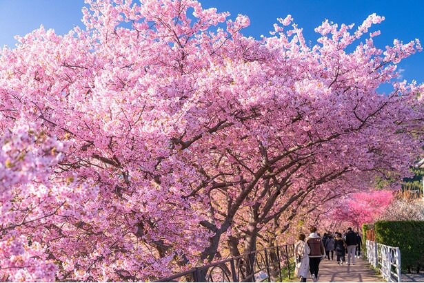 今週末(4月12日・13日)の天気はお花見向き？より楽しいお花見のためのお天気ガイド