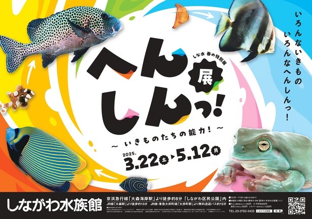 “へんしんっ！”を楽しもう！ゴマフアザラシなど「変身」する生き物に注目した特別展がしながわ水族館で開催中