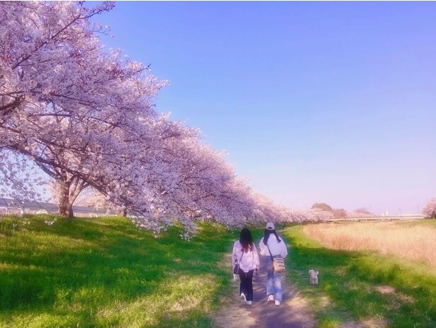 2025年の桜シーズンも後半へ！今週末(4月12日・13日)に見頃の桜を楽しめそうな全国のお花見名所ガイド