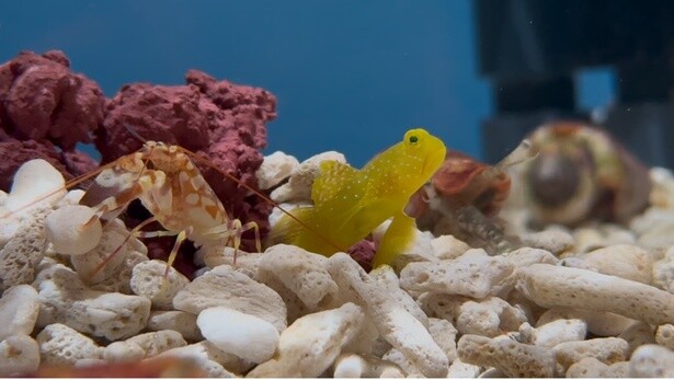 埼玉県初！天然黒潮海水を使った水族館「アクアパーク川越」が誕生！かわいい生き物形の限定ドーナツが楽しめるカフェも併設