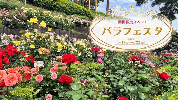西武園ゆうえんちで「バラフェスタ2025」開催！約150品種のバラと多彩なイベントを満喫