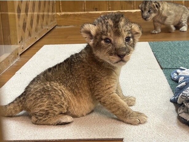 春の「富士サファリパーク」へ！ふれあい体験で動物たちの知らなかった姿に会える！GWはイベントや動物体験がいっぱい
