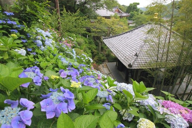 鎌倉長谷寺「あじさい路」は5月下旬〜6月下旬が見頃！ネット予約で混雑回避、ゆったり鑑賞がおすすめ