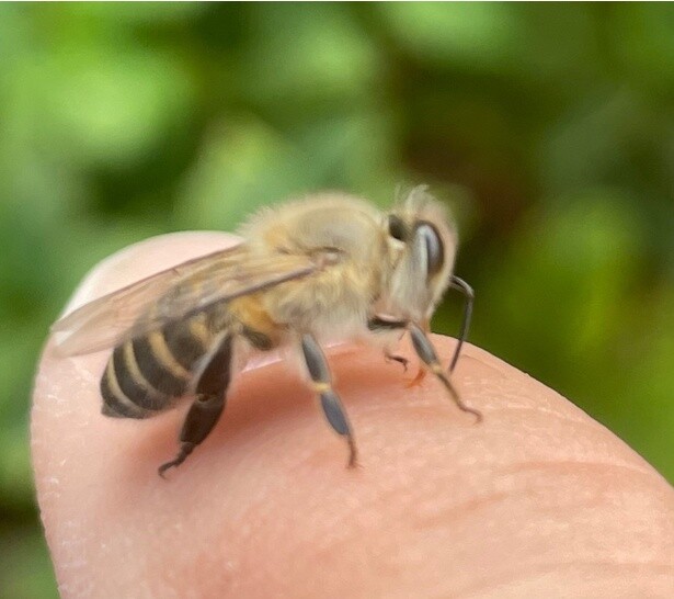 ニホンミツバチの養蜂や保護活動を通して、自然環境や環境保全に貢献する「マミリカズ」