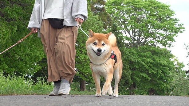 換毛期の柴犬・はちくん、シャワーも嫌だしお腹も空いたしガウガウと犬語で猛反発!?