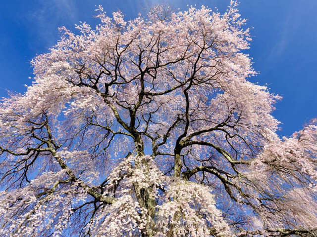 桜の満開までの“ダラダラ咲き”、地球温暖化が進むとどうなる？