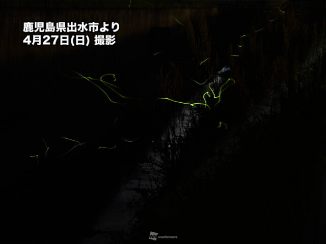九州で蛍(ほたる)が飛び始める　去年よりはやや遅め